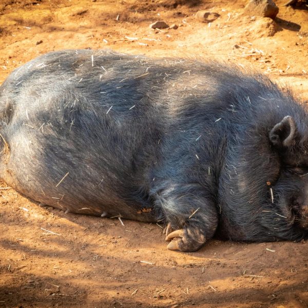 pexels-magda-ehlers-pexels-1300361